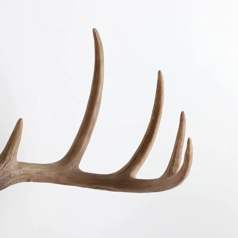 Bois De Cerf Décoration Murale | 39 x 37 cm
